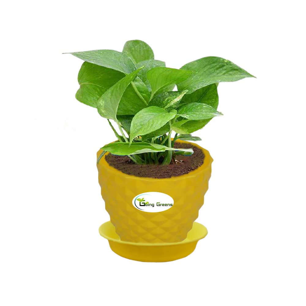 Money Plant Green, Pothos