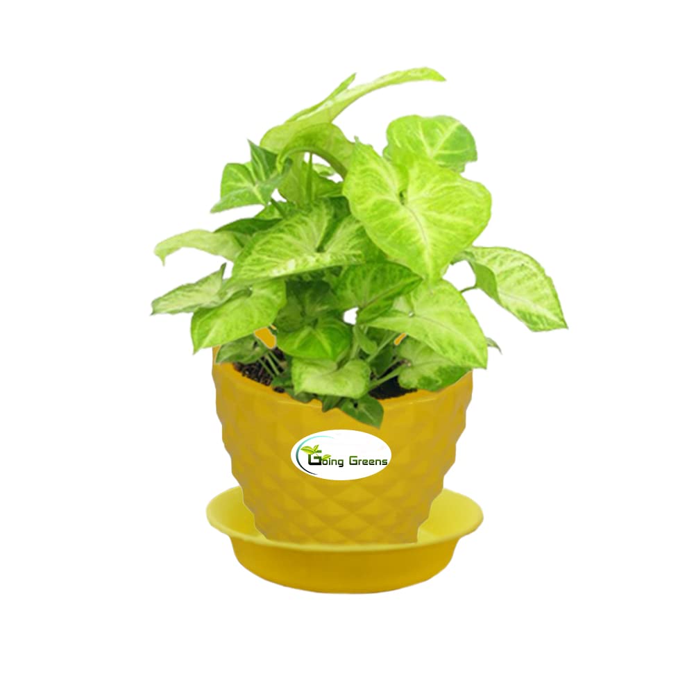 Syngonium Green Plant