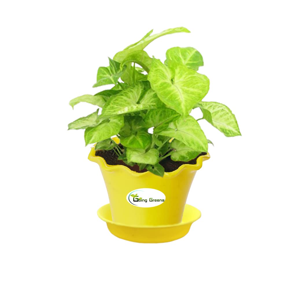 Syngonium Green Plant