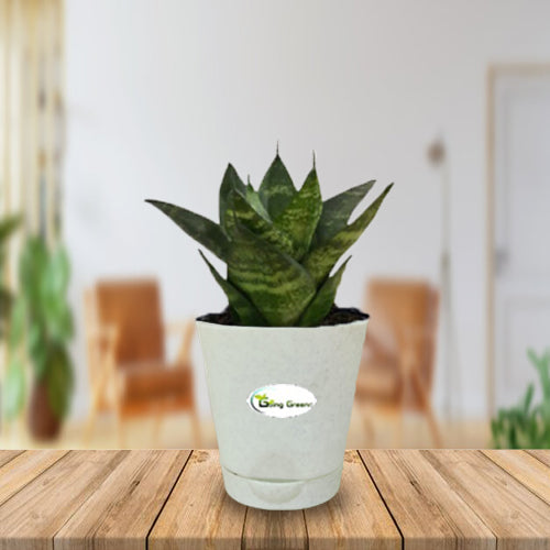 Snake Plant, Sansevieria Trifasciata Hahnii