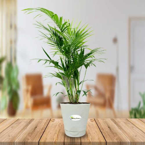Chamaedorea Plant