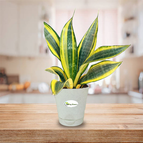 Snake Plant, Sansevieria Trifasciata Hahnii