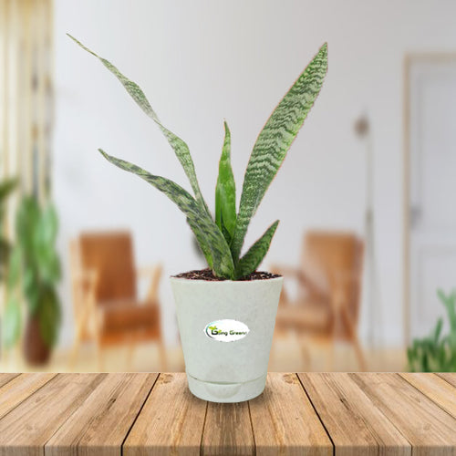 Snake Plant, Sansevieria Trifasciata Hahnii long