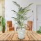 Areca Palm Plant