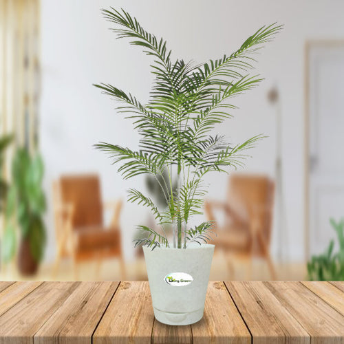 Areca Palm Plant