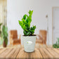 ZZ Plant, Zamioculcas Zamiifolia