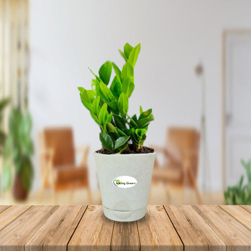 ZZ Plant, Zamioculcas Zamiifolia