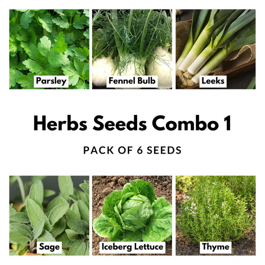 Herbs Seeds Combo Pack 1
