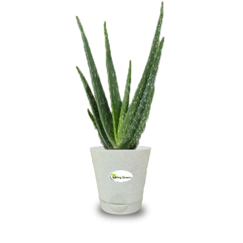 Aloe Vera Plant (Medium)