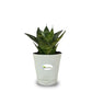 Snake Plant, Sansevieria Trifasciata Hahnii