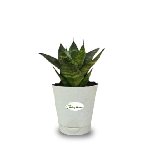 Snake Plant, Sansevieria Trifasciata Hahnii