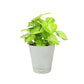 Syngonium Green Plant