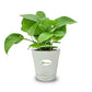 Money Plant Green