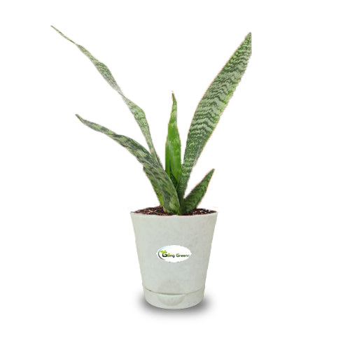 Snake Plant, Sansevieria Trifasciata Hahnii long