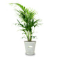 Chamaedorea Plant