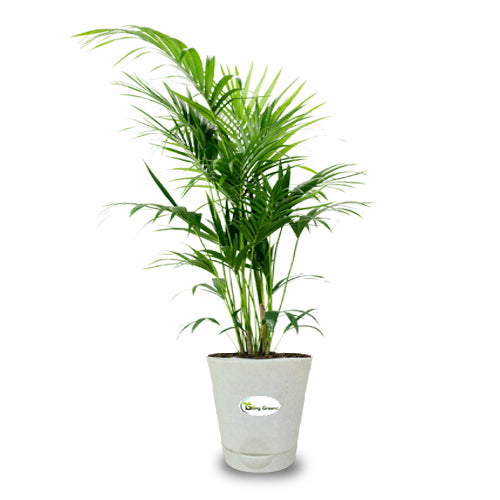 Chamaedorea Plant