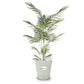 Areca Palm Plant