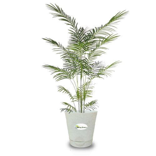 Areca Palm Plant