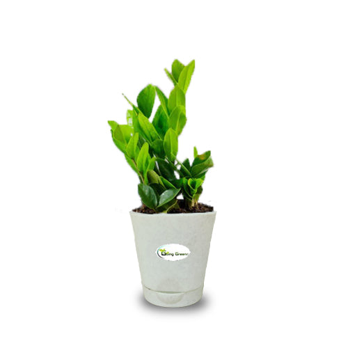 ZZ Plant, Zamioculcas Zamiifolia