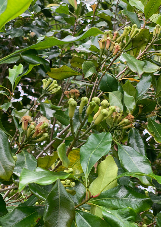 Clove (Laung) Plant
