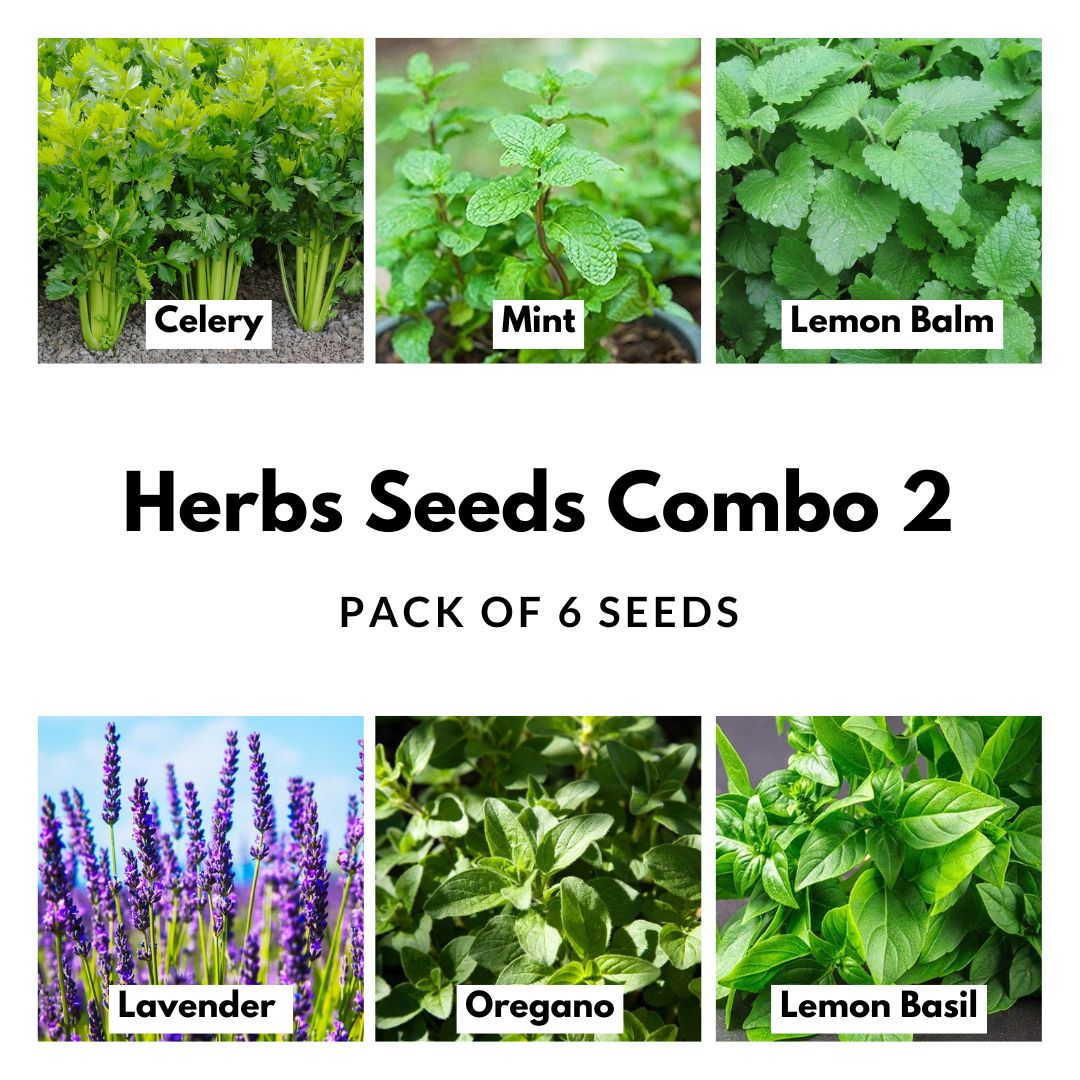 Herbs Seeds Combo Pack 2