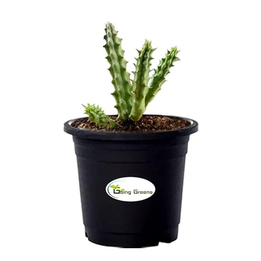Huernia Zebrina Cactus