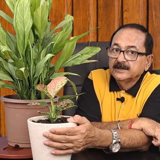In-depth Gardening Consultation – 30 min Video Call