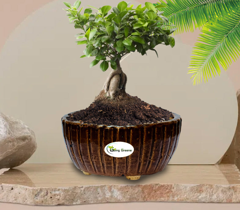 Handmade Dark Brown Ceramic Pot / Bonsai Pot