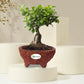 Handmade Teracotta Ceramic Pot / Bonsai Pot