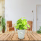 Syngonium Green Plant