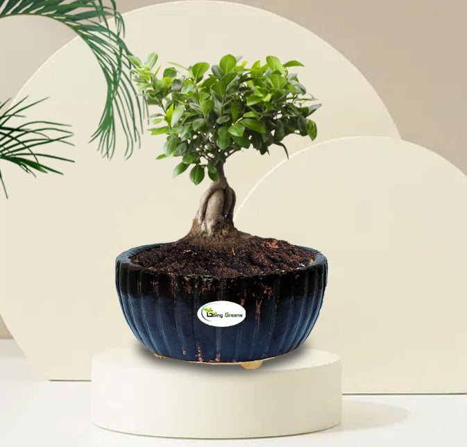Handmade Black Ceramic Pot / Bonsai Pot