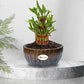 Handmade Brown Ceramic Pot / Bonsai Pot