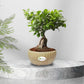 Handmade Beige Ceramic Pot / Bonsai Pot