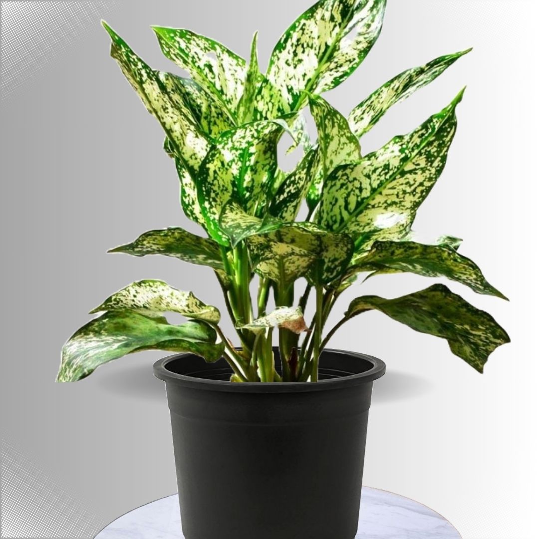 Aglaonema Spring Snow