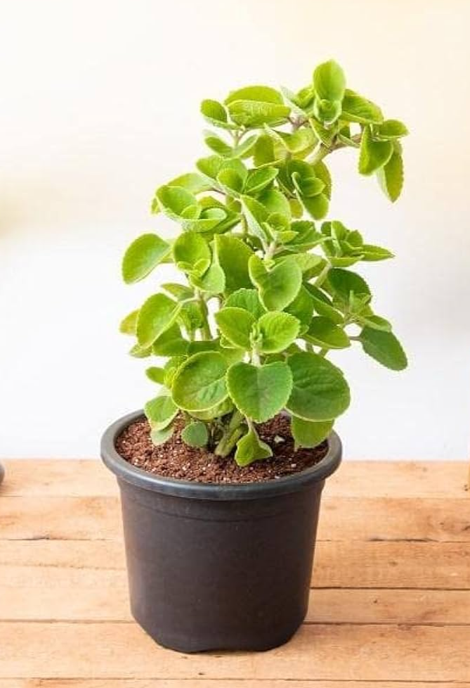 Mexican Mint (Common Name - Ajwain) Plant