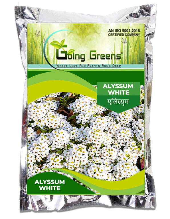 Alyssum White Flower Seeds