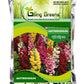 Antirrhinum Flower Seeds