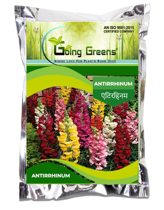 Antirrhinum Flower Seeds