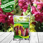 Antirrhinum Flower Seeds