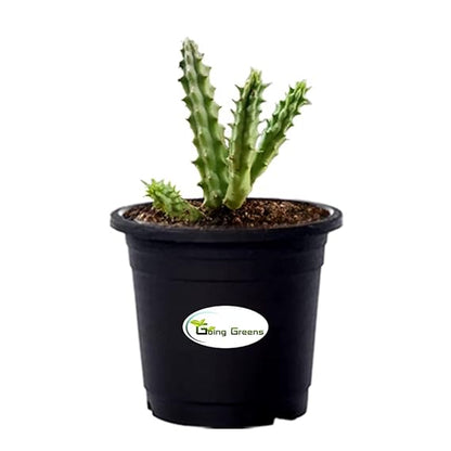 Huernia Zebrina Cactus