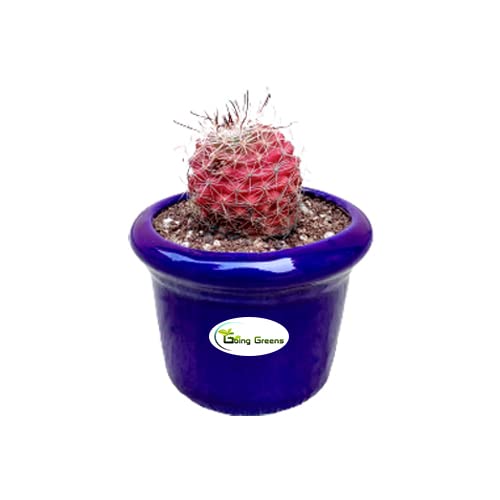 Notocactus Rutilans/Pink Ball Cactus