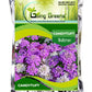 Candytuft White Flower Seeds