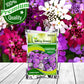 Candytuft White Flower Seeds