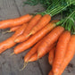 Carrot Nantes (Gajar) Seeds