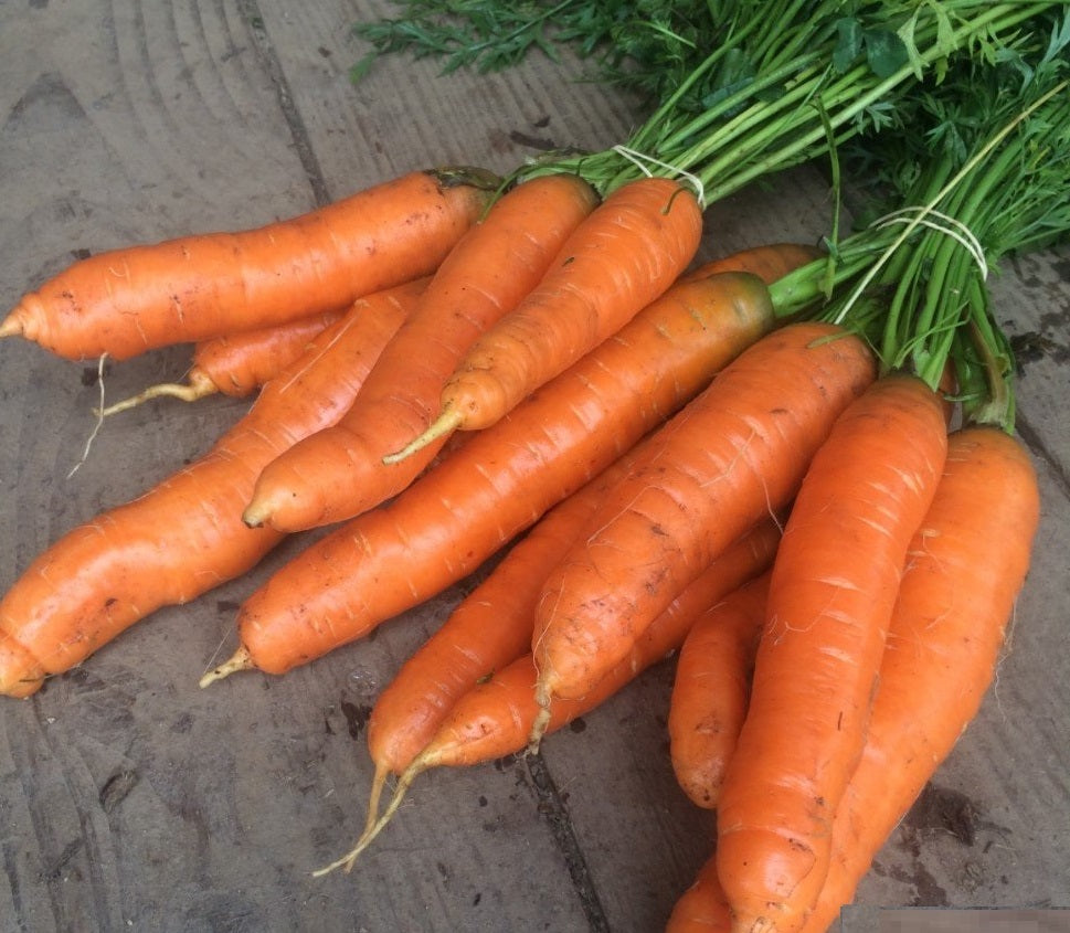 Carrot Nantes (Gajar) Seeds