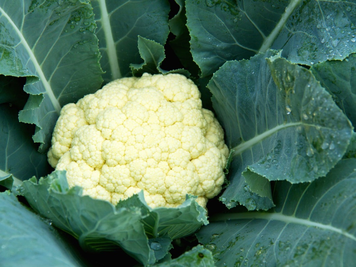 Cauliflower Seeds