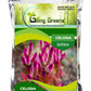 Celosia Flower Seeds
