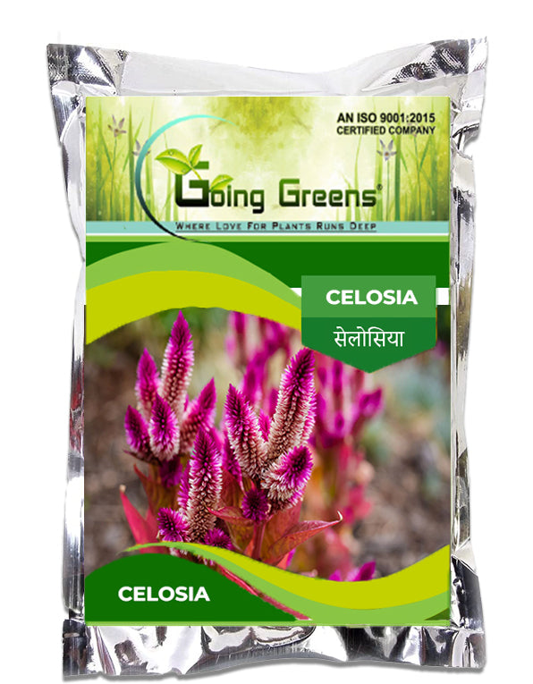 Celosia Flower Seeds