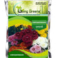 Chrysanthemum Flower Seeds