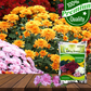 Chrysanthemum Flower Seeds
